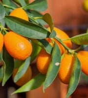 L’Oliveraie du Coudon - Kumquat 1KG SANS AUCUN TRAITEMENT