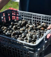 Aperibay – Les Shellfarmers épicuriens - Palourdes 5kg