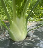 Le Potager de Sainte-Hélène - Fenouil