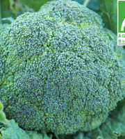 Mon Petit Producteur - Chou Brocoli Bio [poids Moyen 700g]