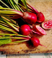 Nature et Saveurs - Ferme Aquaponique et Permacole Astérienne - Mini Betteraves Chioggia Gastronomiques