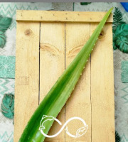 Nature et Saveurs - Ferme Aquaponique et Permacole Astérienne - Aloe vera – feuille fraîche, pulpe intacte