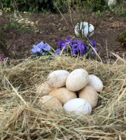 Des Poules et des Vignes à Bourgueil - 1 Œuf d’Oie