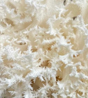 Naturélium - L’hydne corail 1,5kg