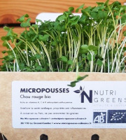 Ma Micropousse culinaire - Micro pousses de chou rouge Bio 4 barquettes