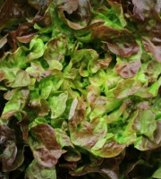 Maréchal Fraicheur - Salade feuille de chêne brune