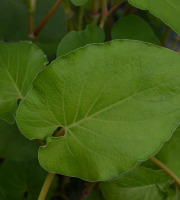 Le Jardin des Antipodes - Feuilles De Poivrier Fraîches