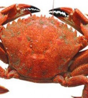 Brest Marée - Etrilles cuites lot de 1kg