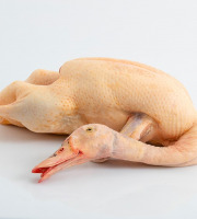 Maison Paris - Canard gras entier du Sud Ouest Avec Foie