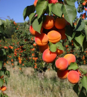 Gobert, l'abricot de 4 générations - [Précommande] ABRICOTS BERGERON 6KG