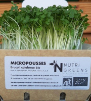 Ma Micropousse culinaire - Brocoli Calabrese Bio 4x50g