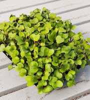 Nature et Saveurs - Ferme Aquaponique et Permacole Astérienne - Micro Pousses de Radis Sangria 300g