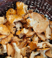 Rébecca les Jolies Fleurs - Champignons séchés : Pied de mouton