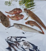 Camargue Coquillages - Poissons Bouillabaisse - Soupe