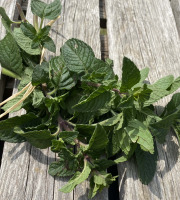Ferme Sinsac - menthe marrocaine