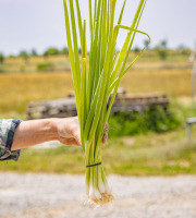 ChâteauFer - Oignon ciboule botte 200g