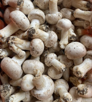 Des Poules et des Vignes à Bourgueil - Champignons Blanc ( cave naturelle)