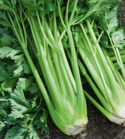 ChâteauFer - Céleri-branche botte