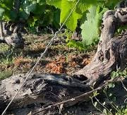Des Poules et des Vignes à Bourgueil - Ceps de vignes