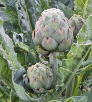 LES VERGERS DE BRAVONE - ARTICHAUT BIO 5KG