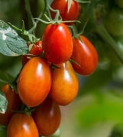 Maréchal Fraicheur - Tomates Roma - 1 kg