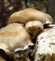 La Carrière du Bienheureux - Shiitake Bio - 1kg