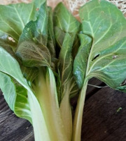 Les Jardins de Gérard - Blette Jessica Bio - 1 kg
