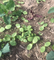 Des Poules et des Vignes à Bourgueil - Plant de potimarron