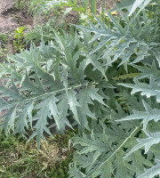 Des Poules et des Vignes à Bourgueil - Feuille d’artichaut