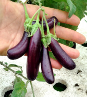 Nature et Saveurs - Ferme Aquaponique et Permacole Astérienne - Mini Aubergines Pourpres Gastronomiques Little Finger