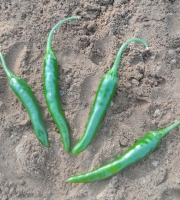 HERBA HUMANA - Piment Jwala - 34g
