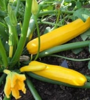 Des Poules et des Vignes à Bourgueil - Courgettes jaunes