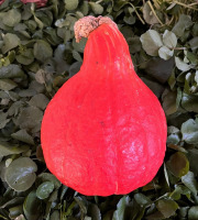 Cressonnière de Montmirault - Potimarron