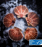 Luximer - Coquilles Saint-Jacques de PLONGÉE - 4 kg