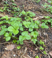 Des Poules et des Vignes à Bourgueil - 10 plants de fraises des bois
