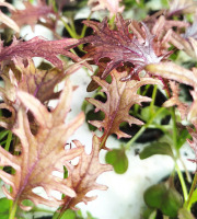 Nature et Saveurs - Ferme Aquaponique et Permacole Astérienne - Jeunes feuilles de kale rouge Flame — puissance douce et relief