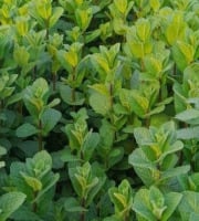 Les Herbes du Roussillon - Menthe fraîche 3kg