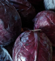 Aux Jardins des Colibris - Chou pomme rouge Bio