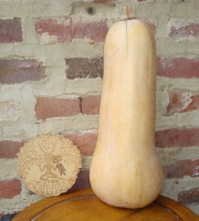 Ferme de Cernunnos - Butternut Bio