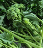 Nature et Saveurs - Ferme Aquaponique et Permacole Astérienne - Brocoletto CIMA DI RAPA