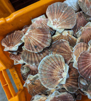 Opale Vivier - Coquilles Saint-Jacques - Pavillon France - 1kg