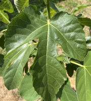Domaine du Chillou - Feuilles de figues Bio fraiches