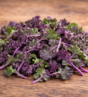 Nature et Saveurs - Ferme Aquaponique et Permacole Astérienne - Jeunes feuilles de kale violet — couleur et douceur végétale