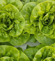 Nature et Saveurs - Ferme Aquaponique et Permacole Astérienne - Salade Vivante de saison - 3 pièces