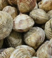 Brest Marée - Praires de la Rade de Brest - 1kg