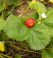 LES JARDINS DE KARINE - Fraises surgelées en morceaux - 500g