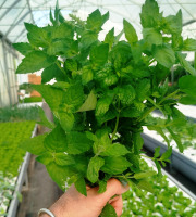 Nature et Saveurs - Ferme Aquaponique et Permacole Astérienne - Menthe poivrée – Fraîcheur intense et notes mentholées