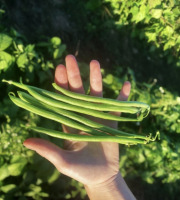 La Ferme d'Artaud - Haricots verts - 1 kg