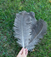 La Ferme Enchantée - Décoration de table pour les fêtes 3 plumes d'autruche grises