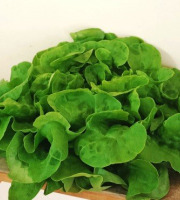 Ferme Joos - Salade Feuille de chêne